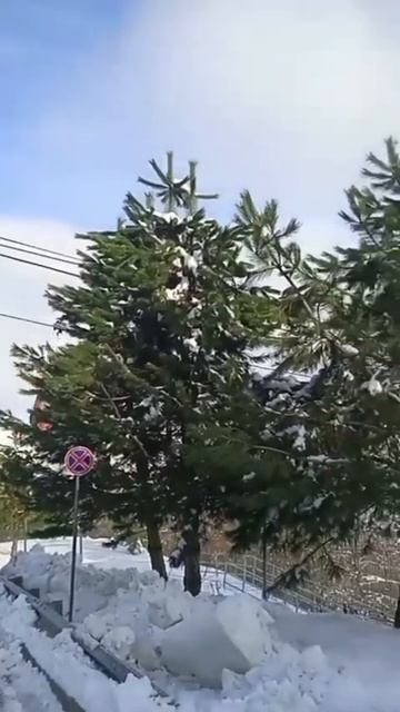 Сочи 11.04.25г.Погода на Красной поляне. #красная_поляна #С
