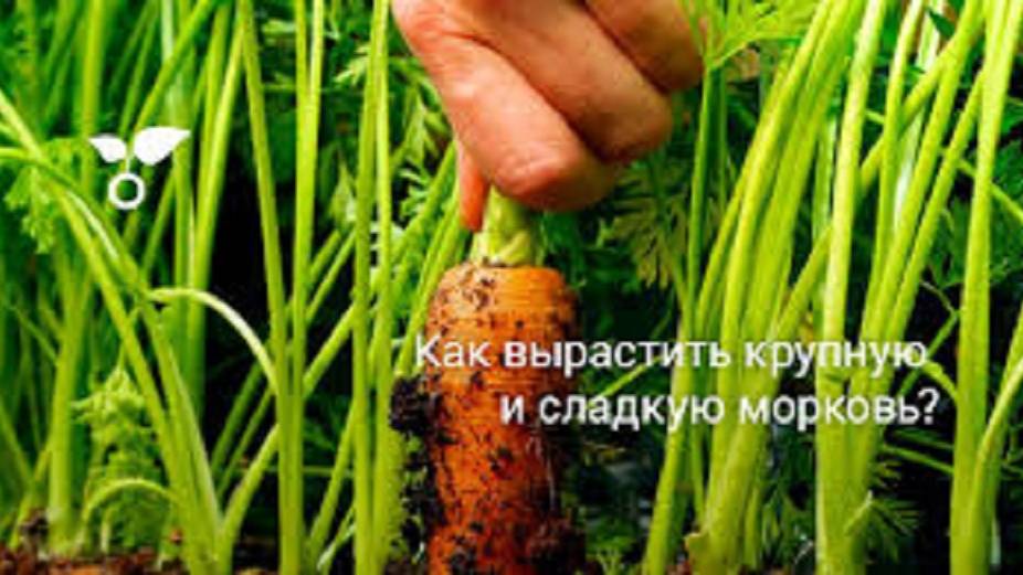 МОРКОВЬ ВЫРАСТЕТ КРУПНОЙ И ЗДОРОВОЙ БЕЗ ПРОБЛЕМ. Мой метод посева моркови.