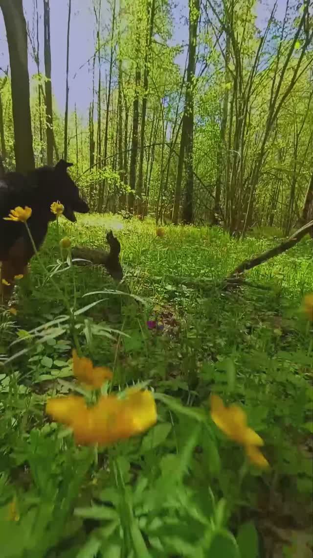 "Из приюта - в море цветов!" ❥ Приют в Малинках и Лукас