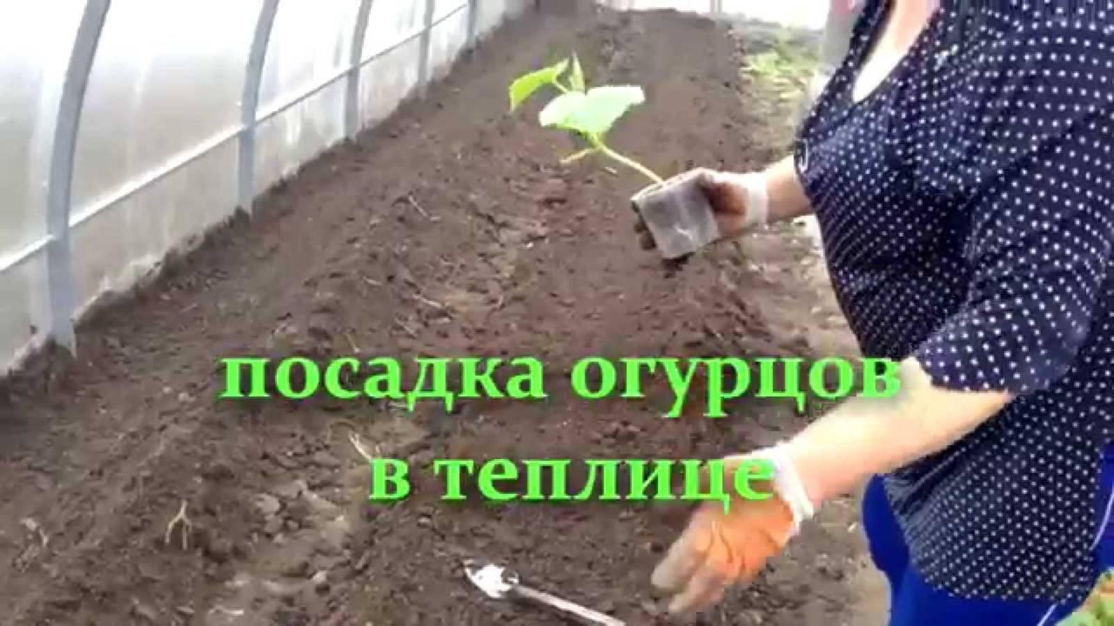 посадка огурцов в теплице / расстояние между огурцами при посадке