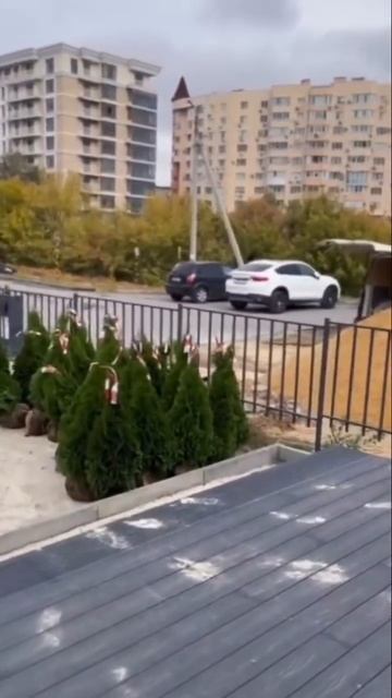 Наши шикарные туи 🌲🌲🌲 #ландшафтныйдизайн