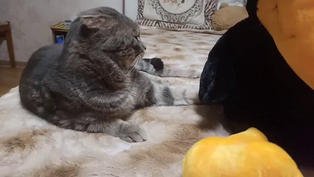 #коты#британцы   КОТ В ШОКЕ ОТ КАРКУШИ ( часть 1)