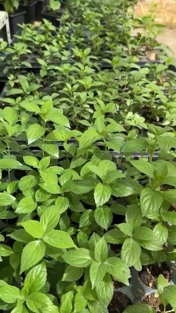 #chorts Черенки, саженцы, черенки, саженцы🤦♀️🥵🌿 #гор
