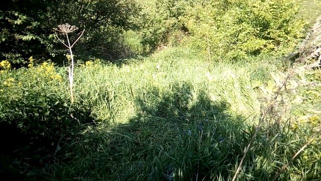 Борщевик на овраге
