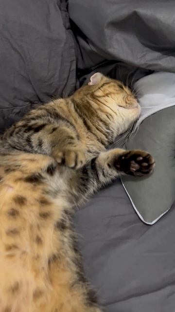 Сладкая шотландская вислоухая кошечка 🐈