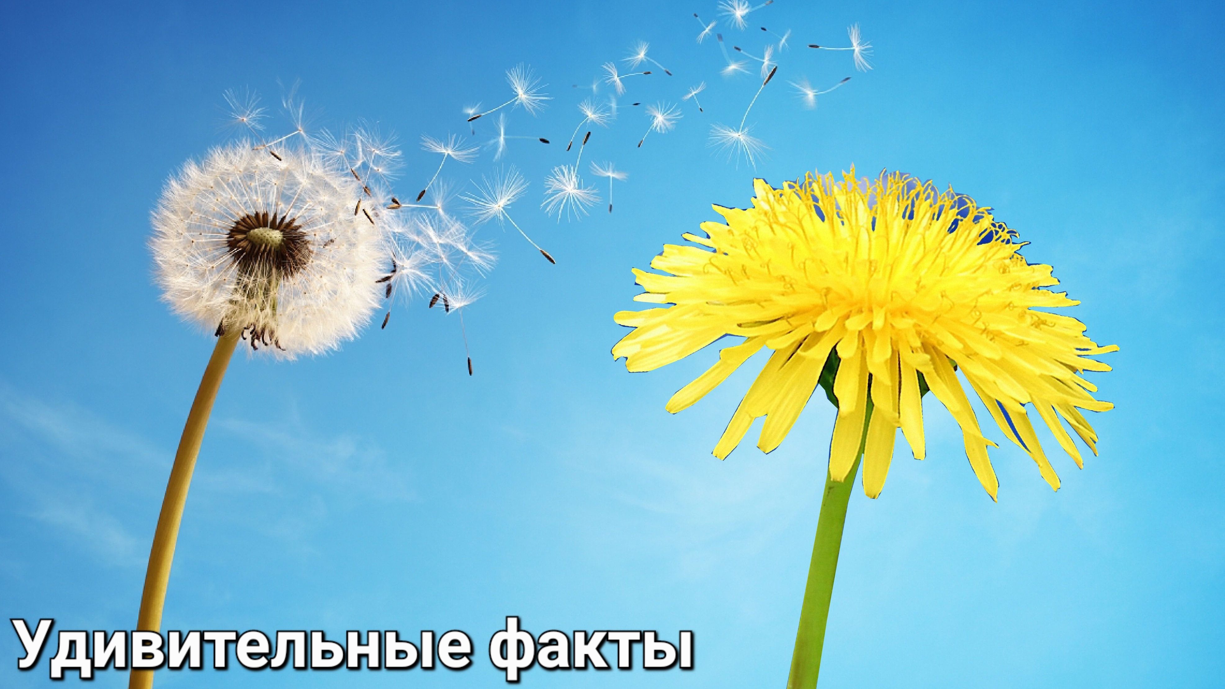 Удивительные факты о одуванчиках
