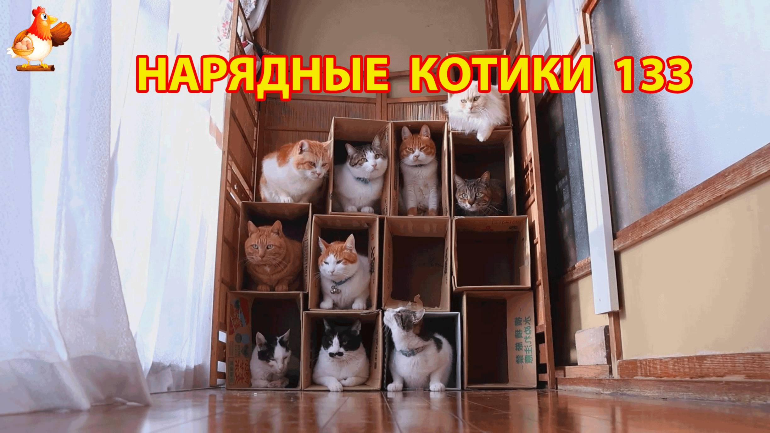 Нарядные Котики расслабляются на солнышке 🌞 🐈🐈🐈 (133)