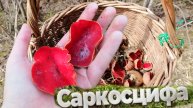 Картина саркасцифы🍄🍄🍄 #грибы #грибалка #лес #гриб #грибы2025 #весна #весна2025 #природа #красота