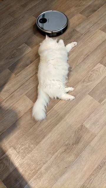 Жёсткий массаж коту Мартину от робота пылесоса.