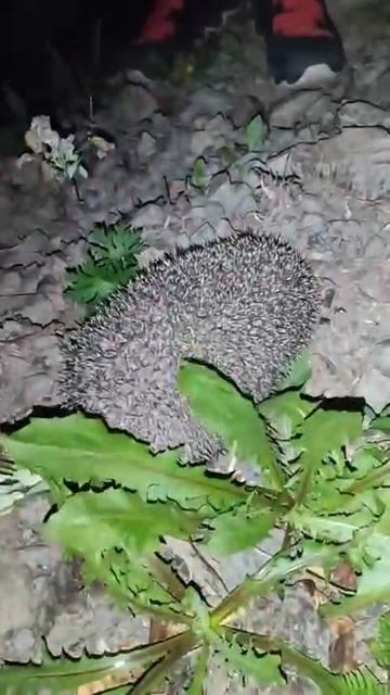 ЕЖИК ГАВКАЕТ