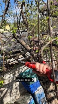 Обрезка волчков и жировиков на старой яблоне
