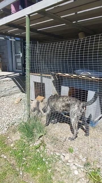 Маленький питбуль атакует🐶 взрослого кабеля