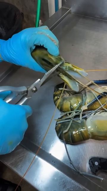 Cut the shrimp using scissors #shorts