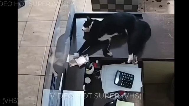 Кот-кассир