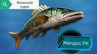 Как поймать волжского судака?