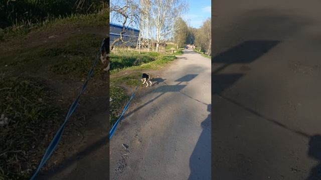 Пошли с Санечкой в поля
