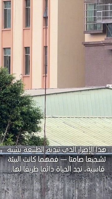 🌱Сила природы: растение пробивается через мост