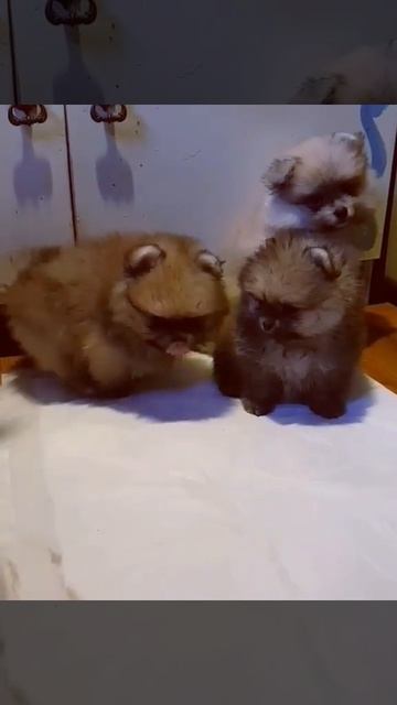 Fluffynikstars . Шпиц мишка . Померанский шпиц . Щенки .fluffynikstars