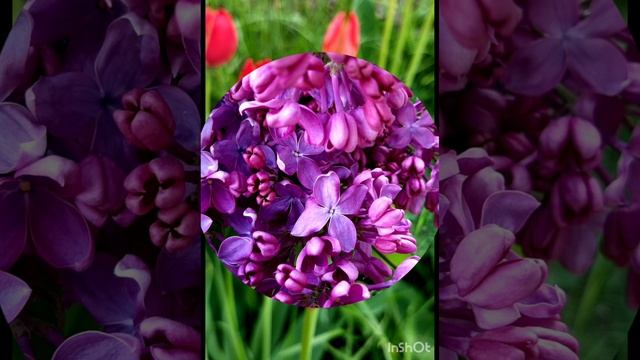 12-05-2025 " Весенняя радость"