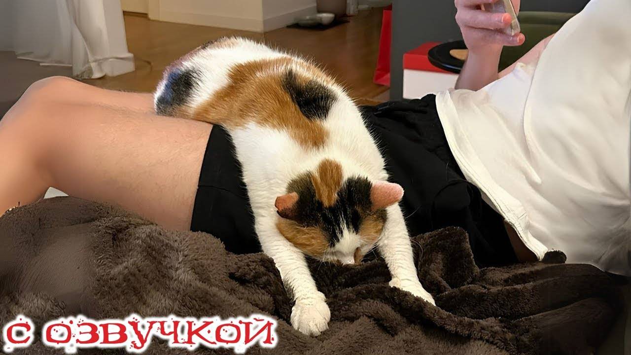 Приколы с котами! СМЕШНЫЕ ЖИВОТНЫЕ С ОЗВУЧКОЙ! Смешные видео про котов!
