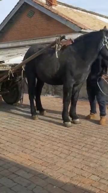 Do you know how to pull a horse cart？ #machinetools #automobile