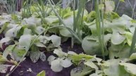 ЭТОТ БЮДЖЕТНЫЙ ЛАЙФХАК СПАСЕТ ВАШ ОГОРОД!