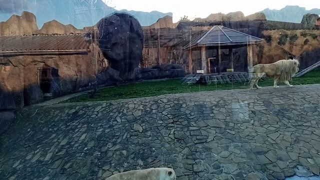 Царь зверей