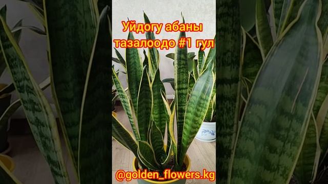 #Очистители #воздуха #сансевиера #garden #home #plants