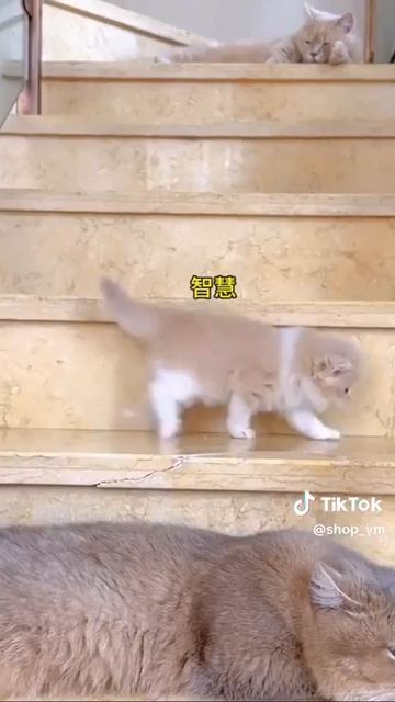 Малыш учится спускаться по лестнице 🐈😻💞