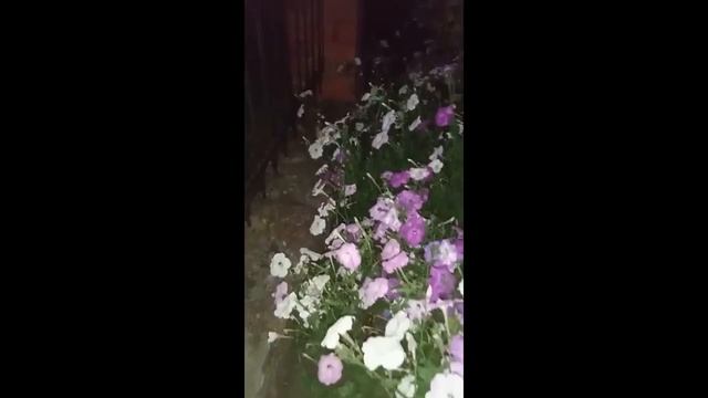 Бабочка Колибри в Черноземье. Откуда Бражники прилетели к нам_