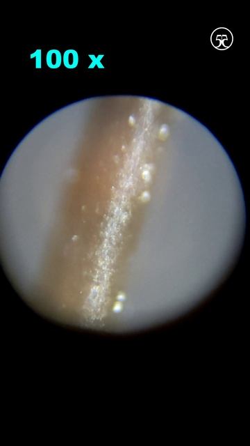 Кошачий 🐈 волос под микроскопом 🔬