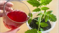 🍅🔥 ЗА НЕДЕЛЮ У ТОМАТОВ СТЕБЕЛЬ ТОЛЩЕ МИЗИНЦА! ПОЛИВАЮ ВОТ ТАКИМ ОТВАРОМ! 🔥🍅