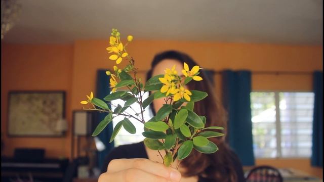 4615668-hd_1920_1080_24fps