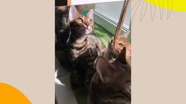 Бенгальские котята 3,5 мес