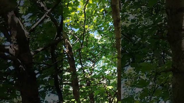 VID_20250512_015509_979.mp4