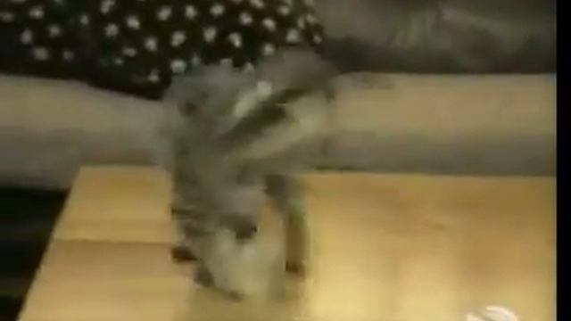 Прикол, 50-я секунда, обосаться от смеха;.mp4
