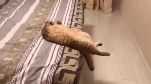 Самое прикольное видео смотри до конца