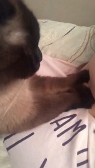 Профессиональный массаж от Буси☺️ #cat #freefire #youtubeshorts #re