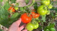 🍅🔥 25 ЛЕТ САЖАЮ ТОЛЬКО ЭТИ СОРТА ТОМАТОВ! ПОМИДОР НАРАСТАЮТ ТОННЫ И НИКОГДА НЕ БОЛЕЮТ! 🔥🍅