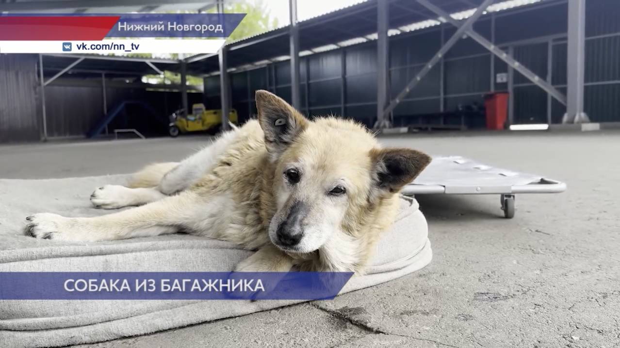 Жестокий водитель такси в Нижнем Новгороде доставил искалеченную собаку к приюту «Сострадание-НН»