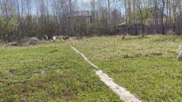 Каждое утро в нашем хозяйстве....