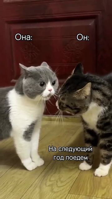 И чего здесь только нет😳