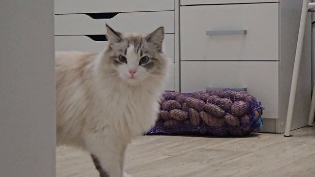 кошка  Соня злится  что  ей мешают есть колбасу.