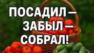 Посадил — забыл. Урожай сам вырос!