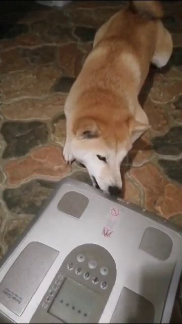 柴犬-Shiba inu 霞-Kasumi. Почему этот пылесос со мной не разгова