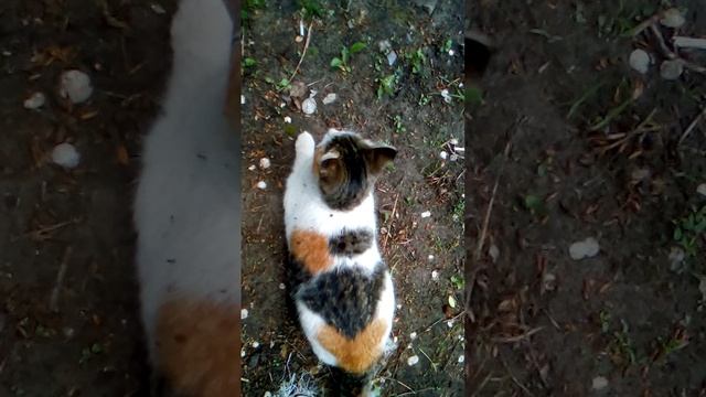 Коты,коко-май и процессы 
Но
0250512_112534