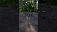 EASY ARABIC.Легко! PersonalMETHOD🐪 Egyptian Египетский диалект🐪 Bread for pigeons Хлеб для голубей