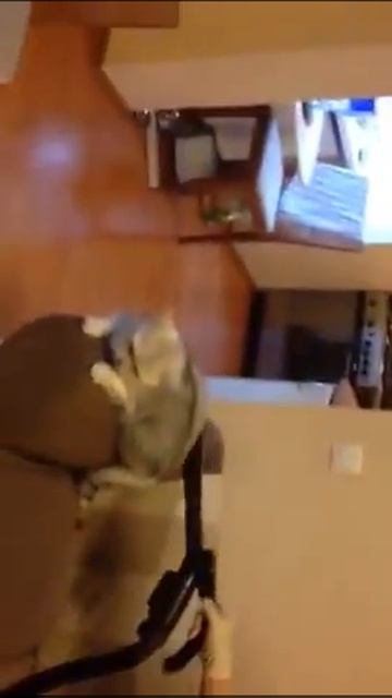 Кот который не боится пылесоса