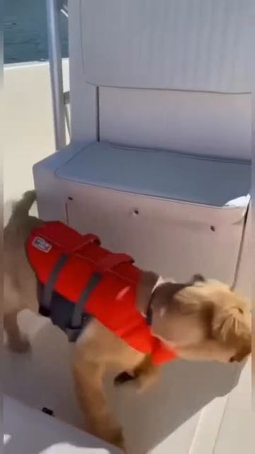 Cute and funny dogs and puppies 🐶 vol 19