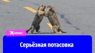 Драка гималайских сурков остановила движение на дороге